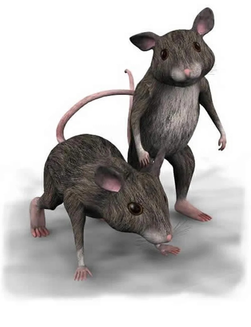 House Mouse