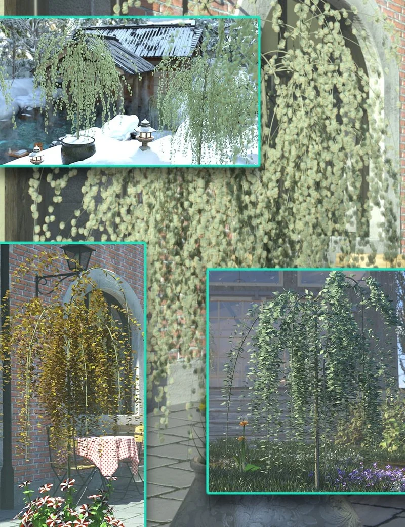 Kilmarnock Willow - Dwarf Weeping Willow Trees