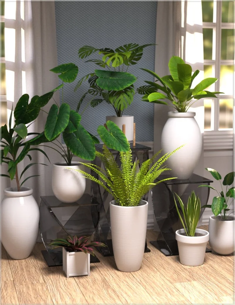 Plant Collection - House Plants