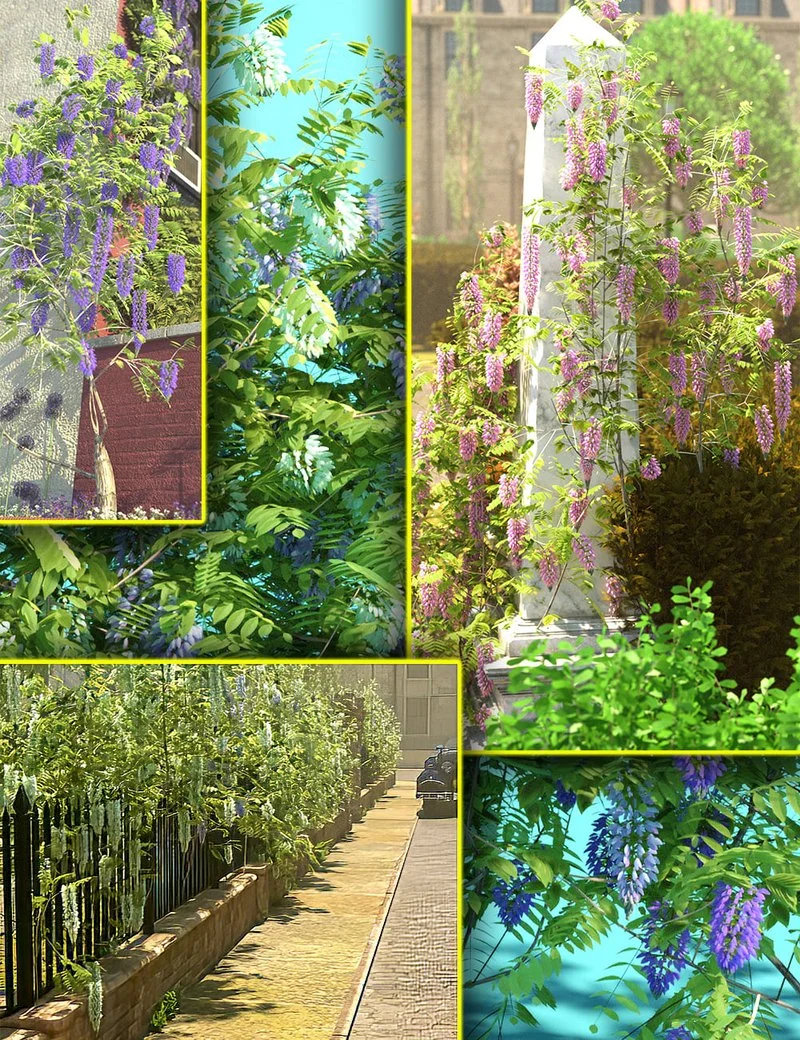 Wisteria Bushes and Wall Shrubs
