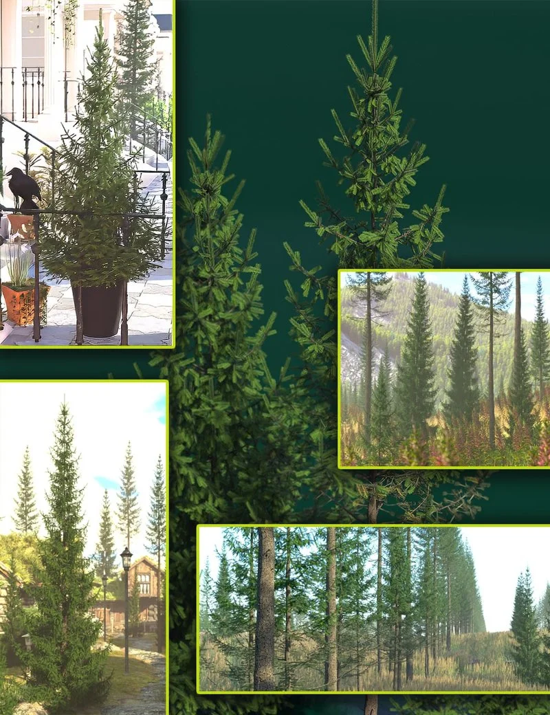 Pine Forests - Norway Spruce